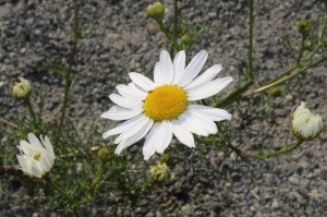 Божественная Литургия 07.07.2020, 