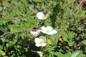 День Святого Духа, 