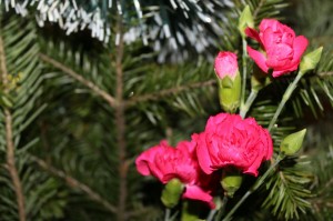 Всенощное бдение, Ранняя и Поздняя Божественные Литургии 16-17.01.2021, 