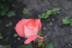 Всенощное бдение и Божественная Литургия 13-14.08.2020, 