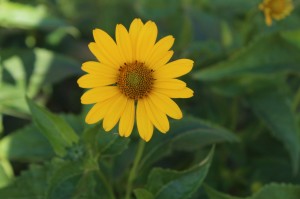 Божественная Литургия 07.07.2020, 