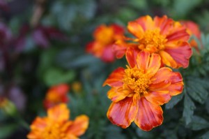 Ранняя Божественная Литургия 16.08.2020, 