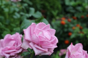 Ранняя Божественная Литургия 16.08.2020, 