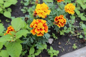 Всенощное бдение, Ранняя и Поздняя Божественные Литургии 22.08-23.08.2020, 