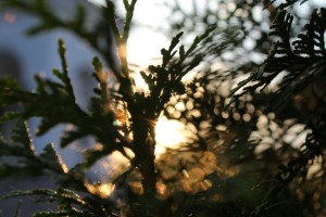 Успение Пресвятой Владычицы нашей Богородицы и Приснодевы Марии, 