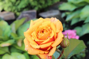 Божественная Литургия 21.07.2020, 